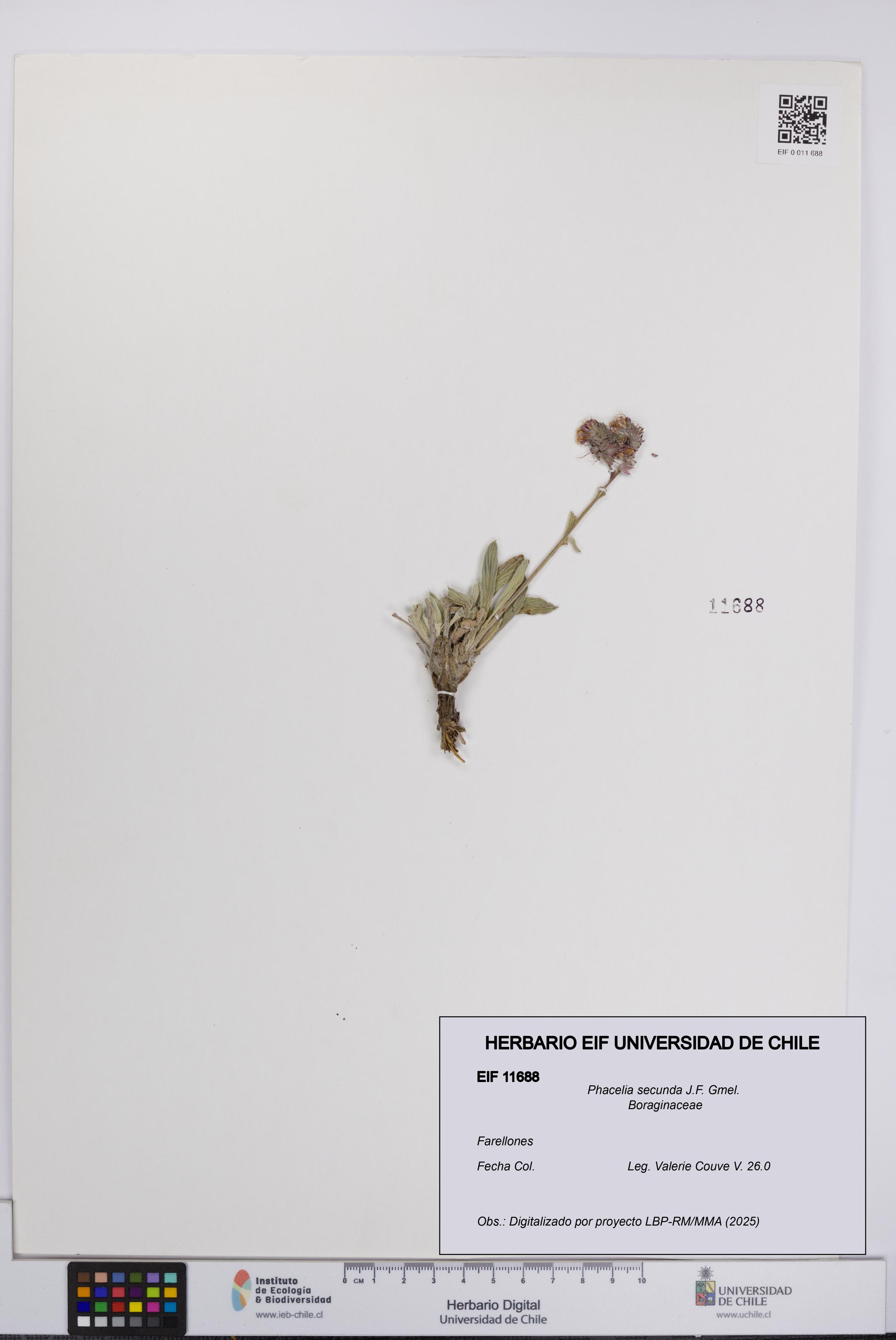 Phacelia secunda [Espécimen: UCH:EIF:0011688]