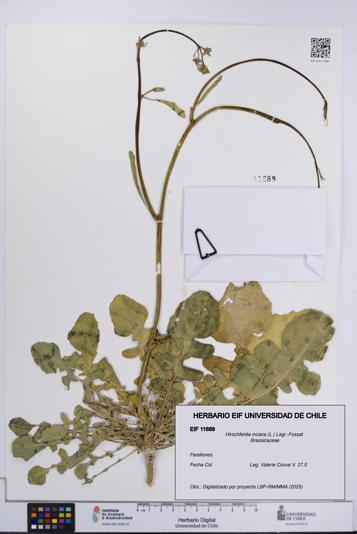 Hirschfeldia incana [Espécimen: UCH:EIF:0011689]