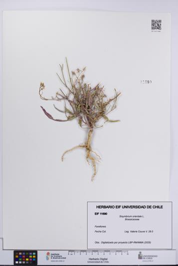 Sisymbrium orientale [Espécimen: UCH:EIF:0011690]