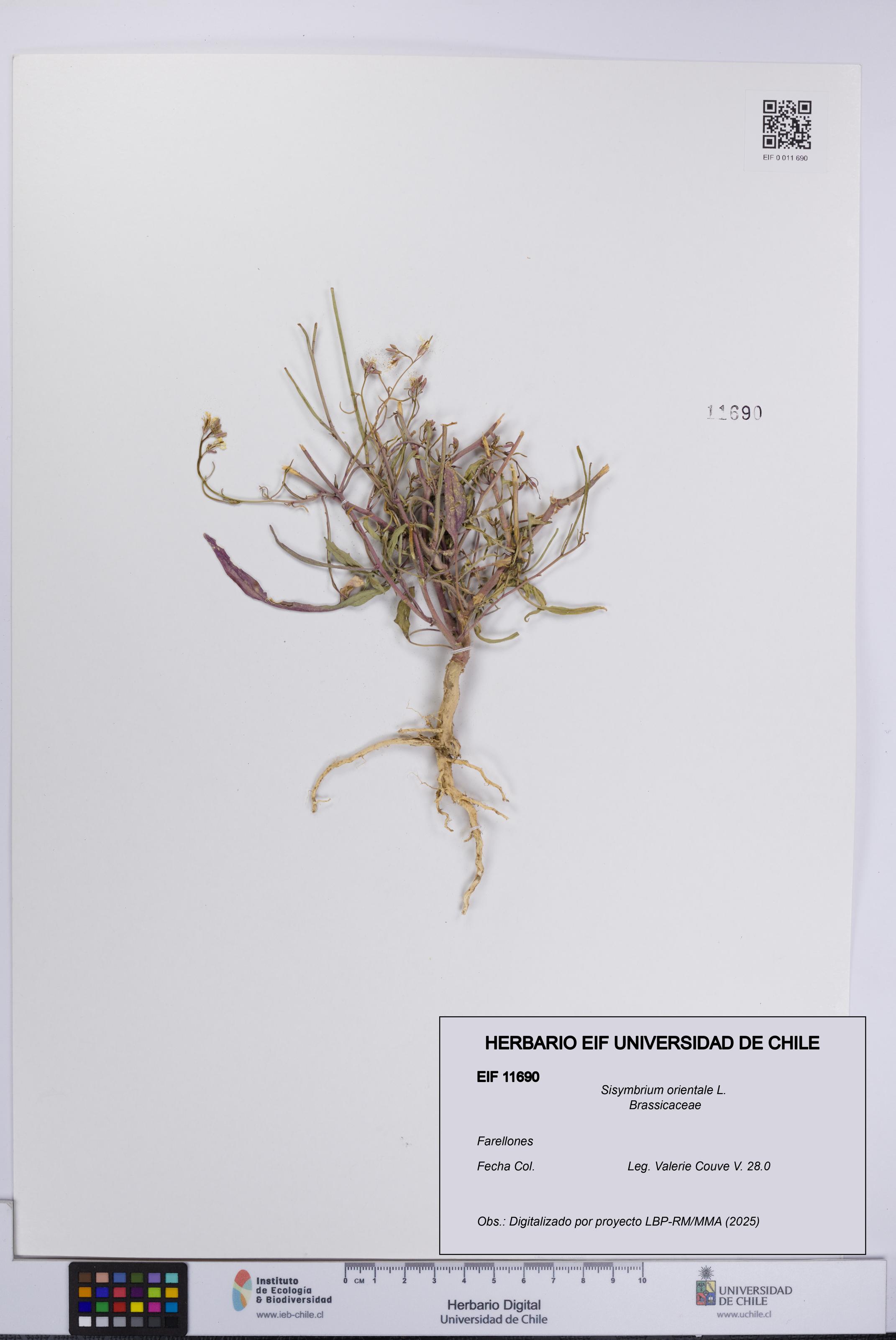 Sisymbrium orientale [Espécimen: UCH:EIF:0011690]