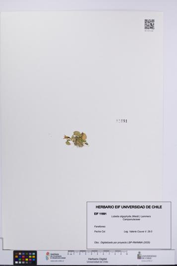 Lobelia oligophylla [Espécimen: UCH:EIF:0011691]