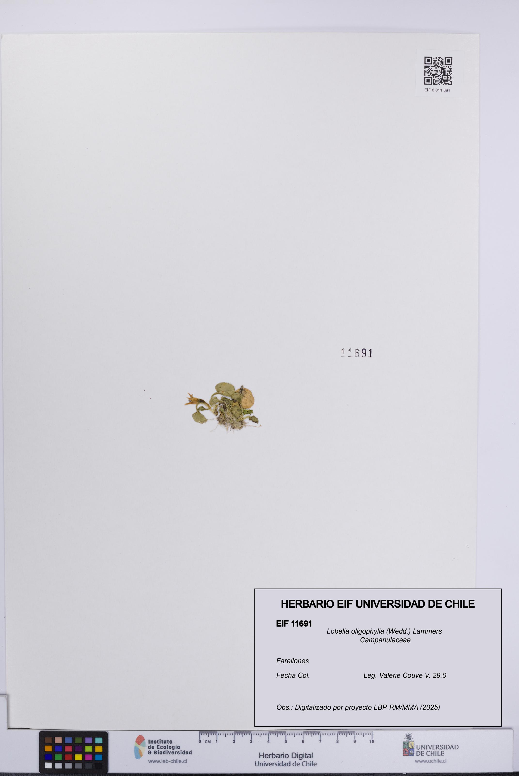 Lobelia oligophylla [Espécimen: UCH:EIF:0011691]