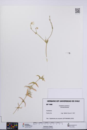Cerastium arvense [Espécimen: UCH:EIF:0011692]