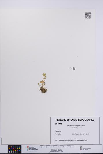 Cerastium montioides [Espécimen: UCH:EIF:0011693]