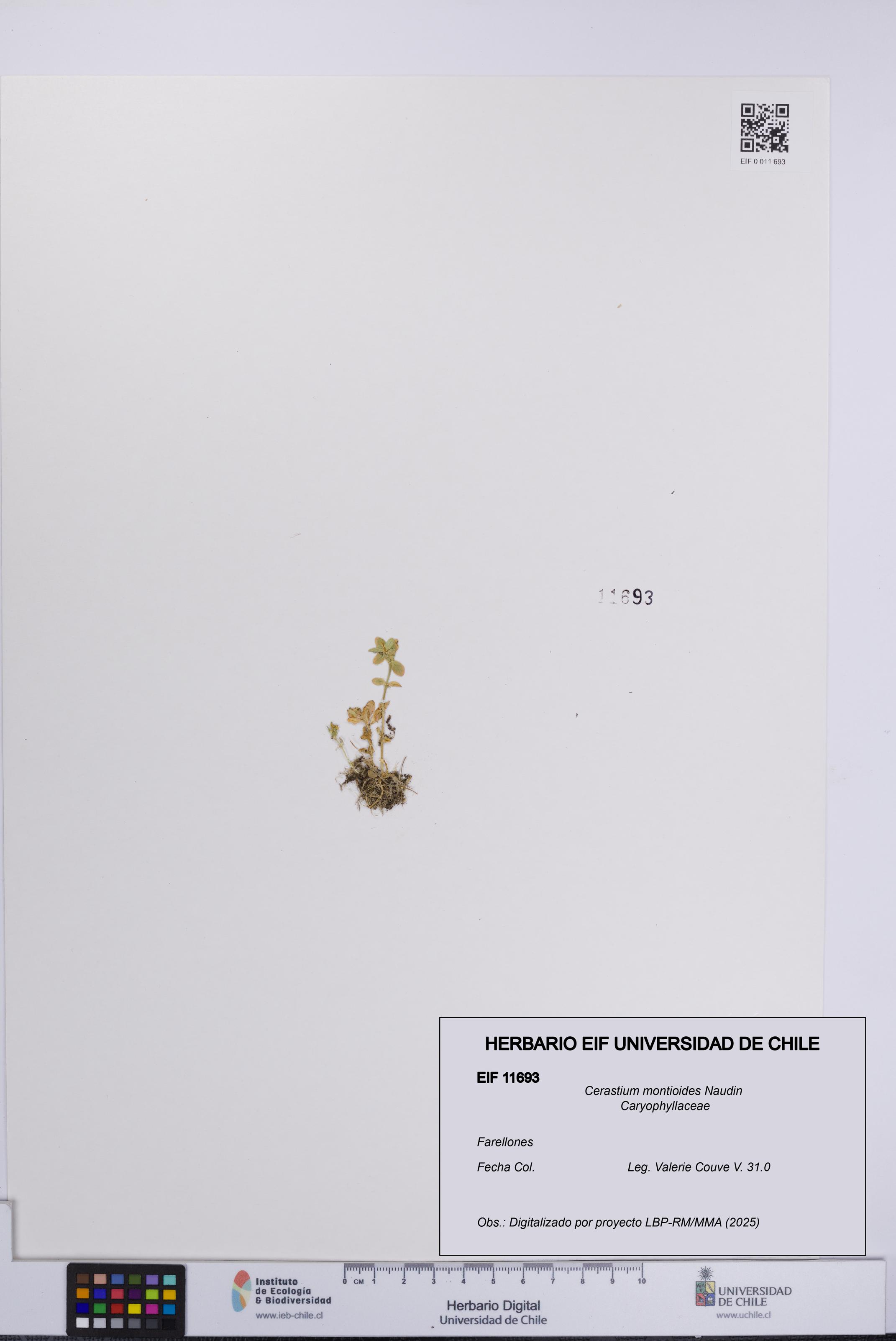 Cerastium montioides [Espécimen: UCH:EIF:0011693]