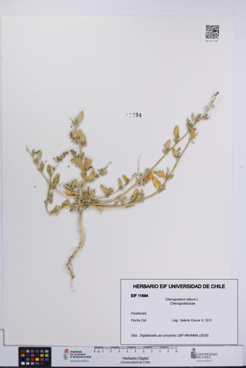 Chenopodium album [Espécimen: UCH:EIF:0011694]