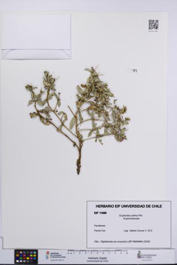 Euphorbia collina [Espécimen: UCH:EIF:0011695]