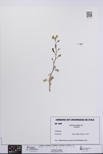 Adesmia longiseta [Espécimen: UCH:EIF:0011697]