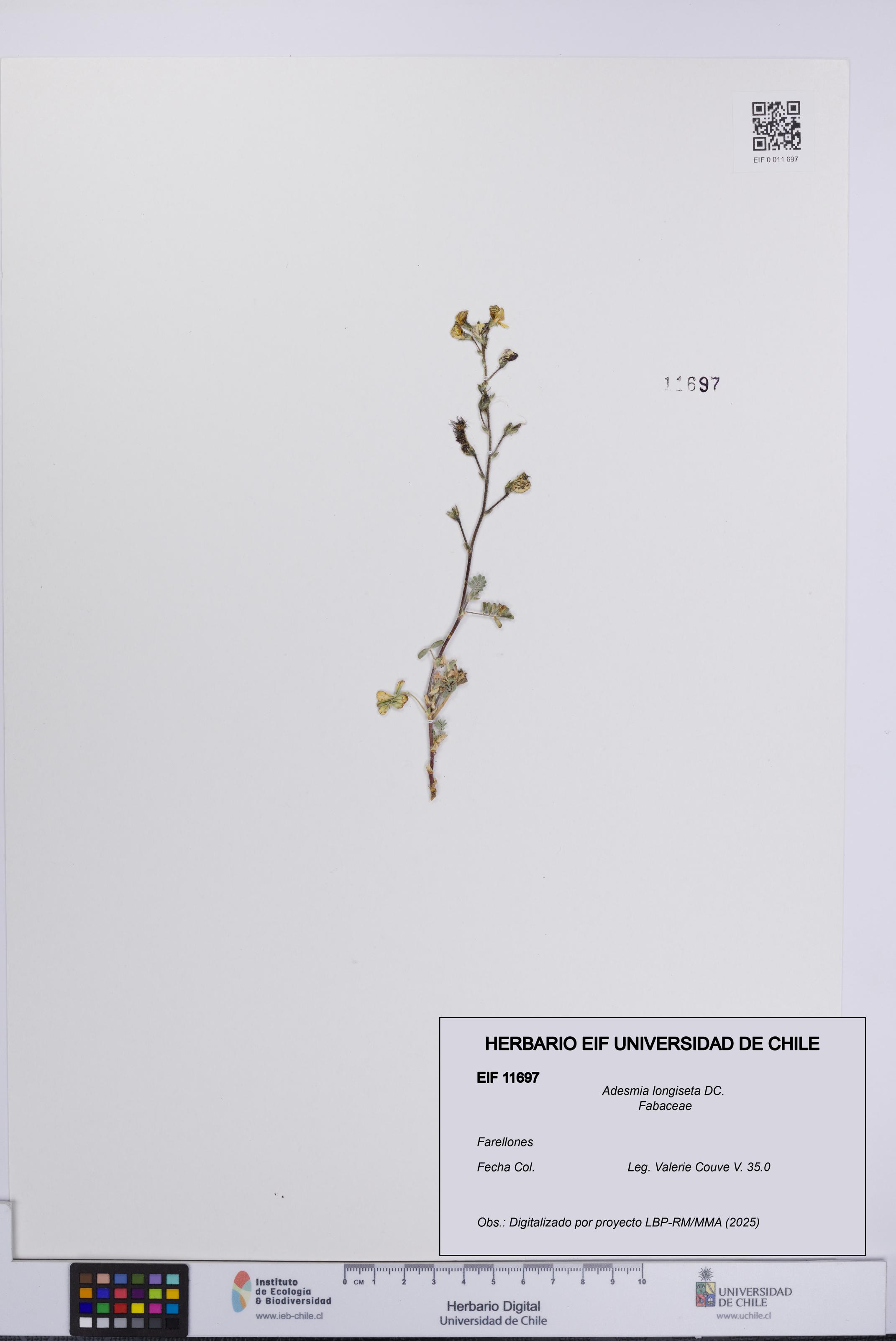 Adesmia longiseta [Espécimen: UCH:EIF:0011697]
