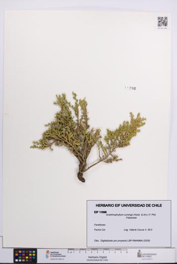 Anarthrophyllum cumingii [Espécimen: UCH:EIF:0011698]