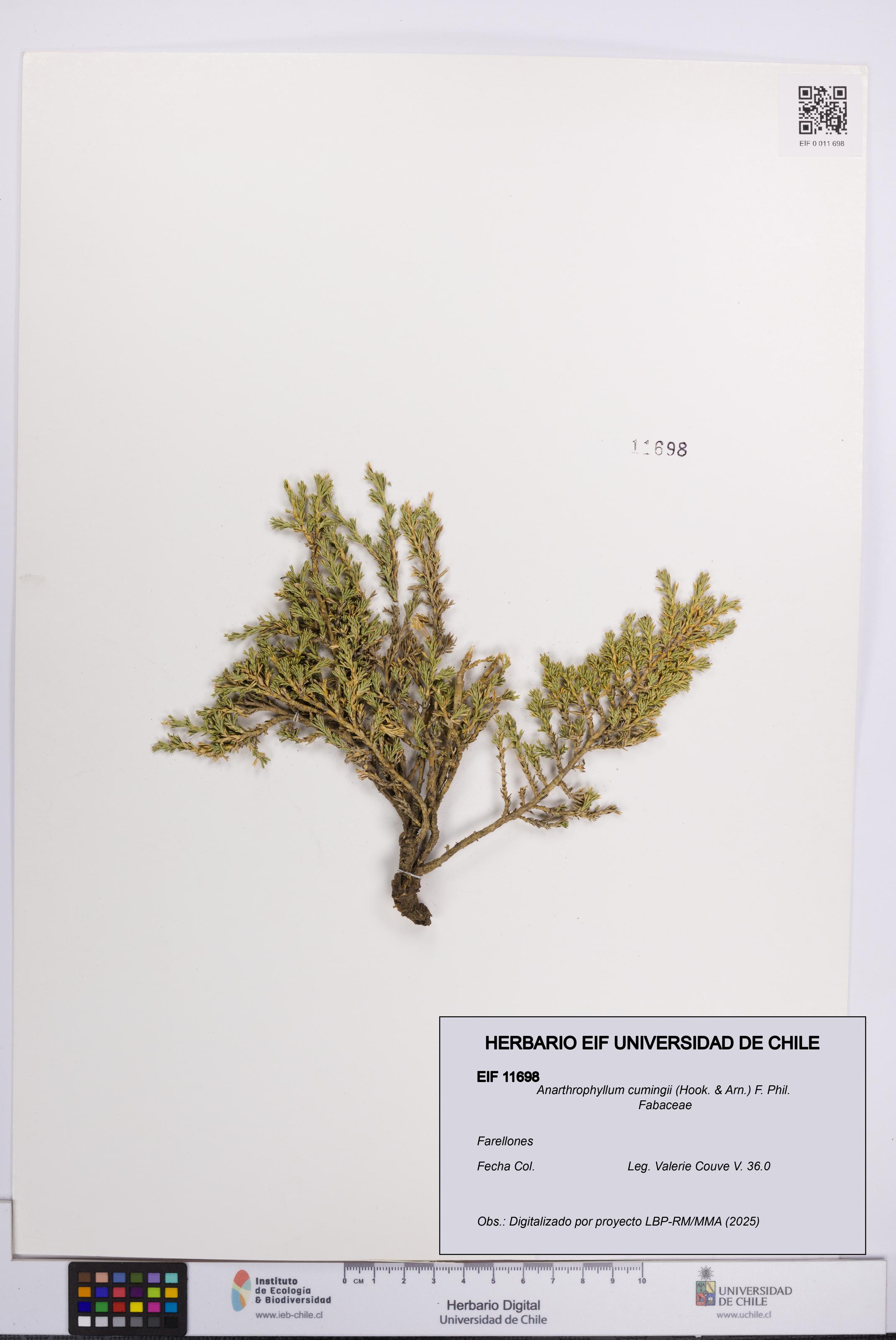 Anarthrophyllum cumingii [Espécimen: UCH:EIF:0011698]