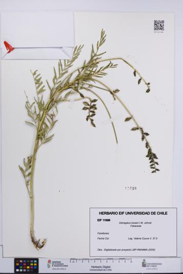 Astragalus looseri [Espécimen: UCH:EIF:0011699]