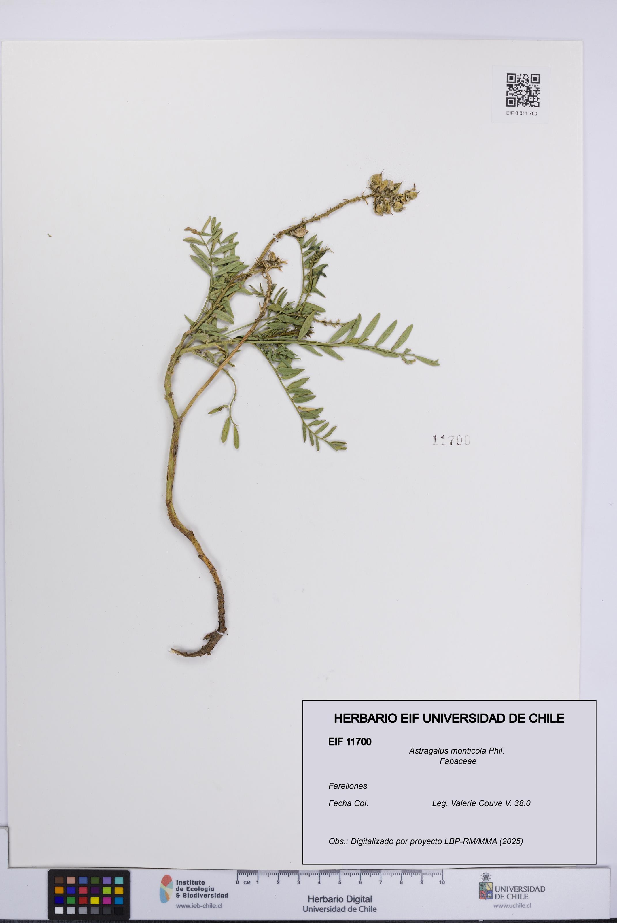 Astragalus monticola [Espécimen: UCH:EIF:0011700]