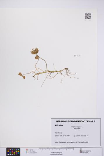 Trifolium repens [Espécimen: UCH:EIF:0011703]