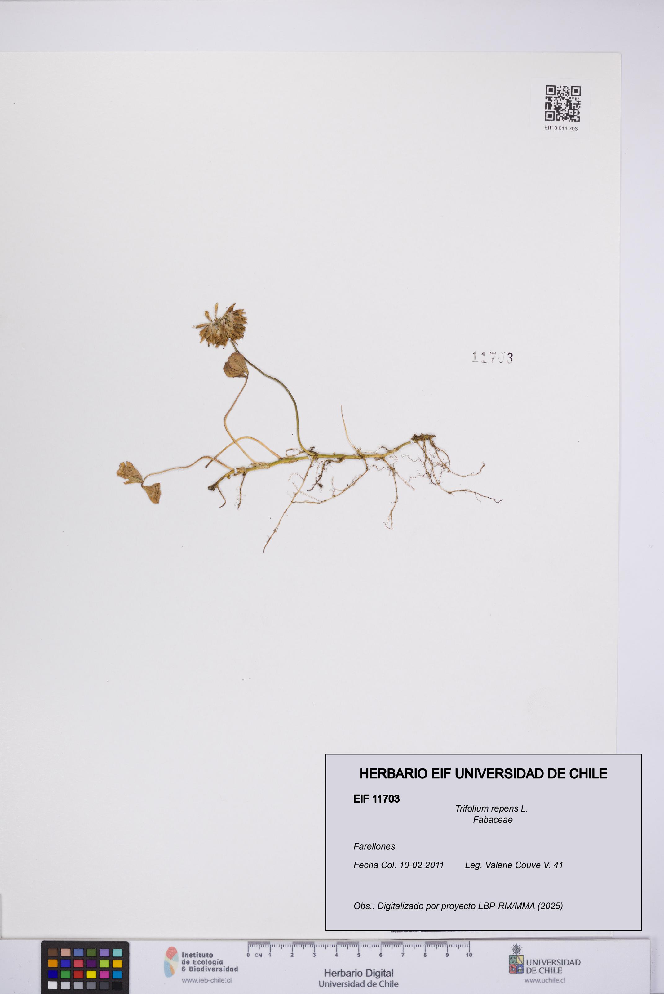 Trifolium repens [Espécimen: UCH:EIF:0011703]
