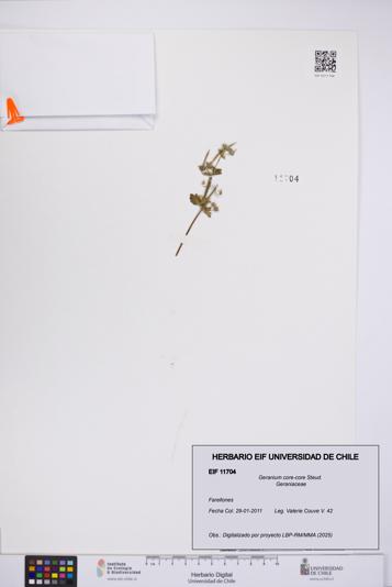 Geranium core-core [Espécimen: UCH:EIF:0011704]