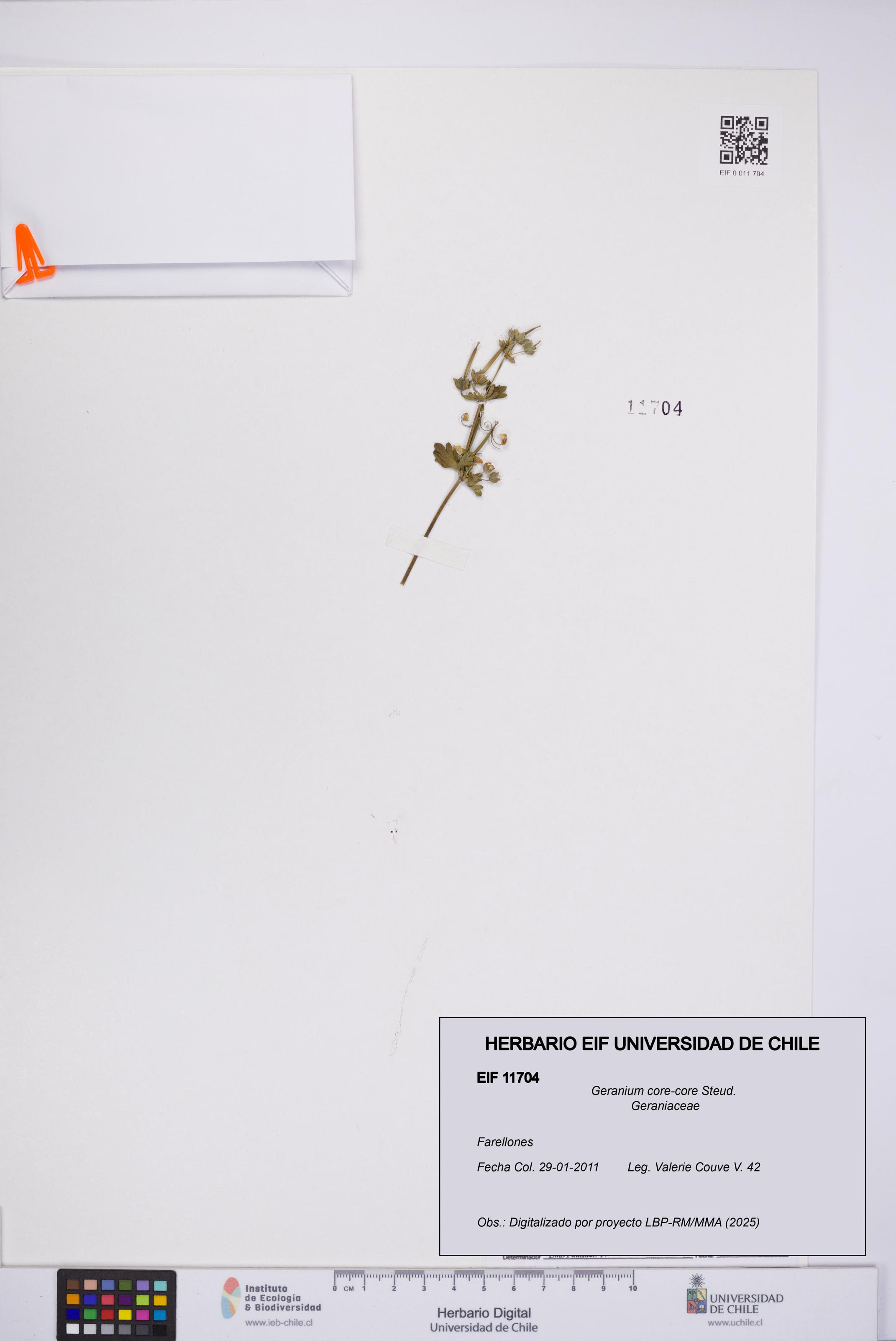 Geranium core-core [Espécimen: UCH:EIF:0011704]