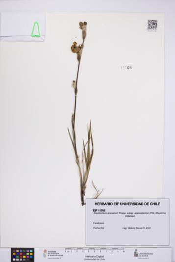 Sisyrinchium arenarium subsp. adenostemon [Espécimen: UCH:EIF:0011705]