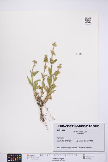 Stachys sericea [Espécimen: UCH:EIF:0011706]