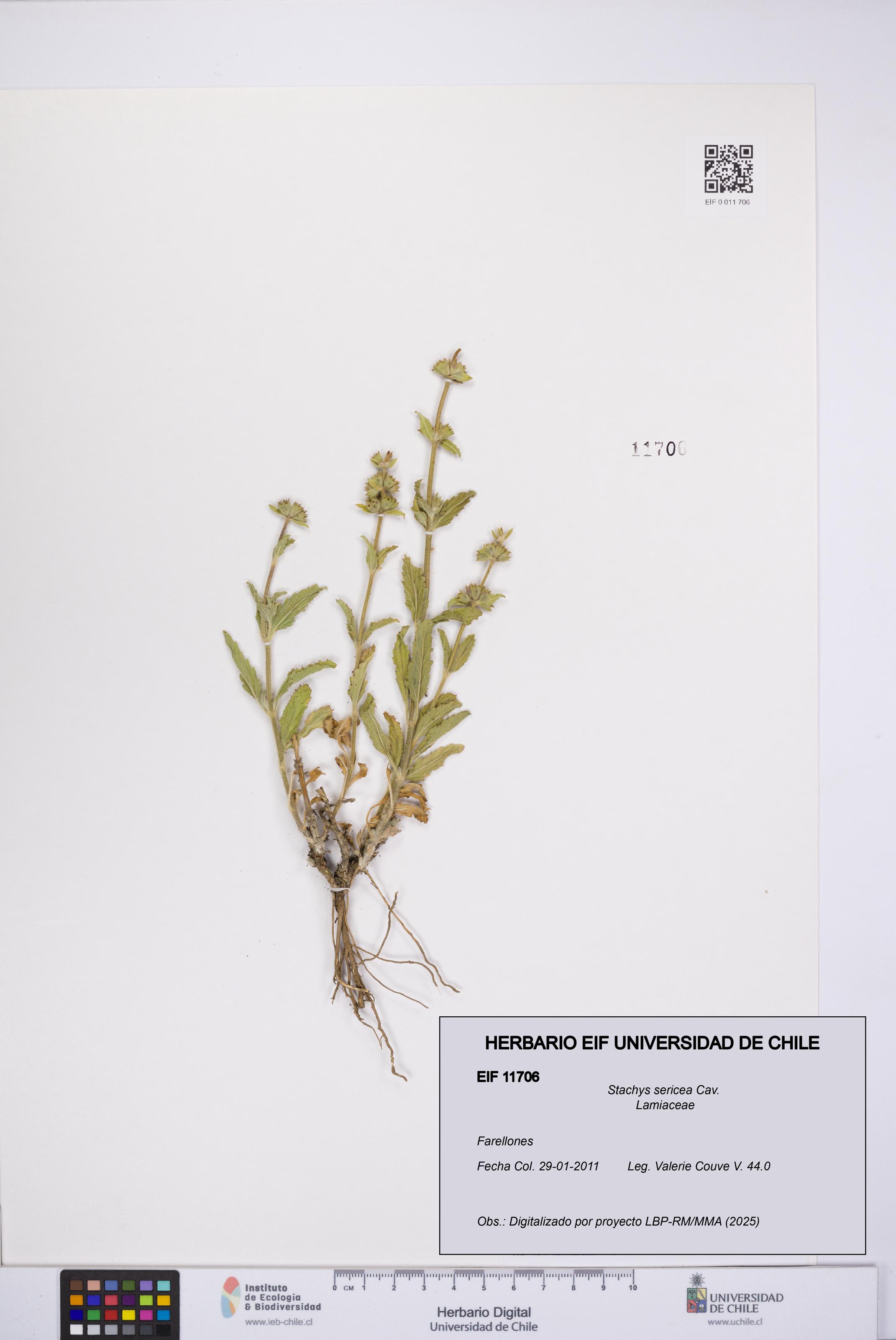 Stachys sericea [Espécimen: UCH:EIF:0011706]