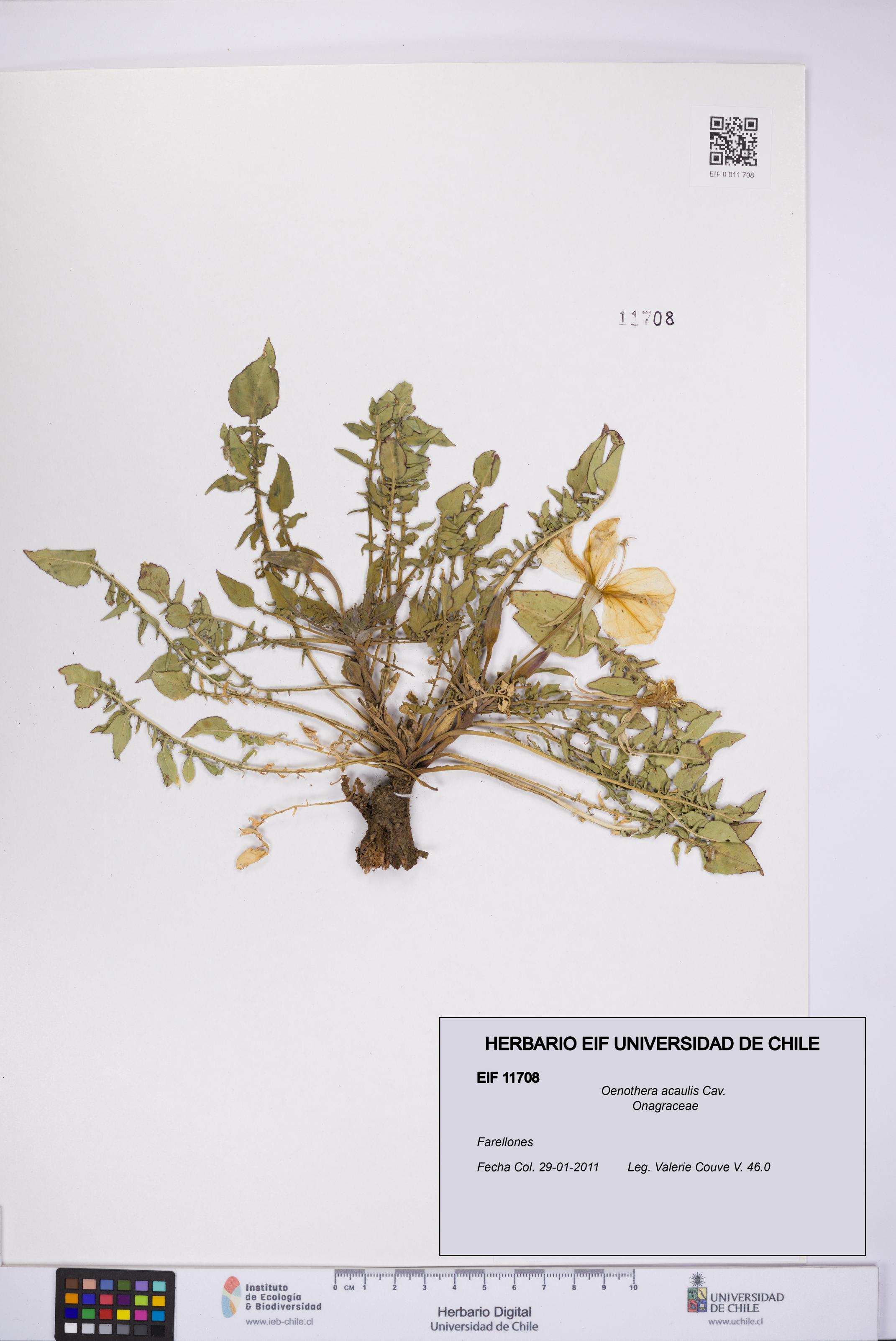 Oenothera acaulis [Espécimen: UCH:EIF:0011708]