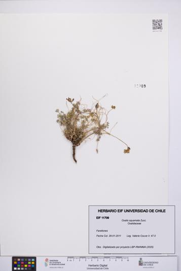 Oxalis squamata [Espécimen: UCH:EIF:0011709]