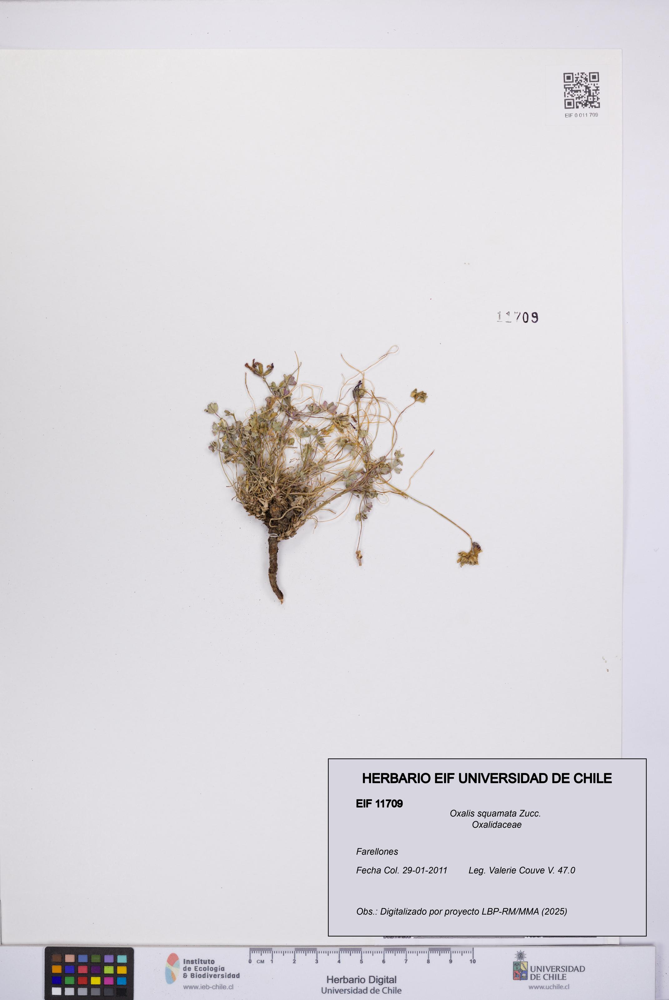 Oxalis squamata [Espécimen: UCH:EIF:0011709]