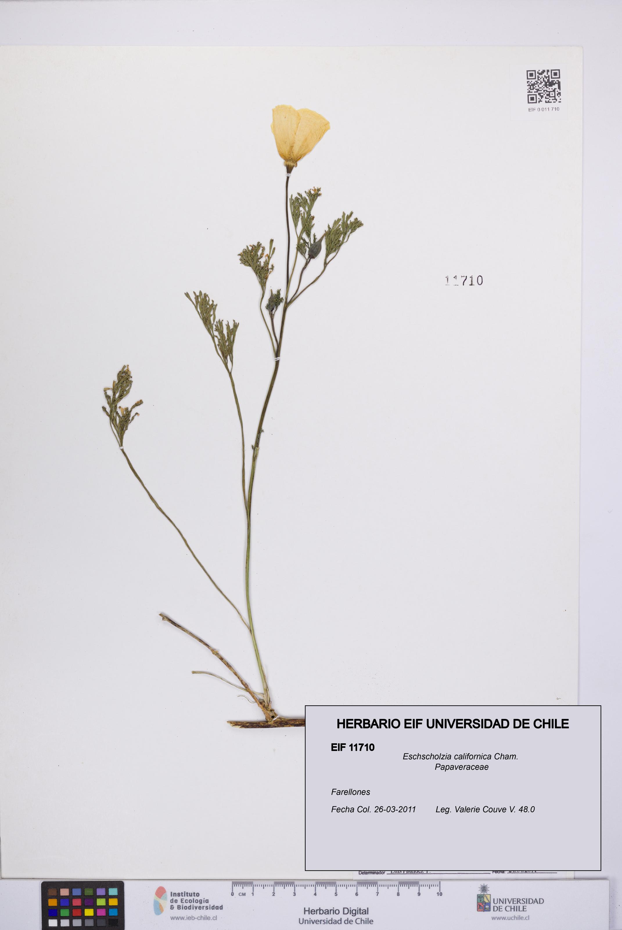 Eschscholzia californica [Espécimen: UCH:EIF:0011710]