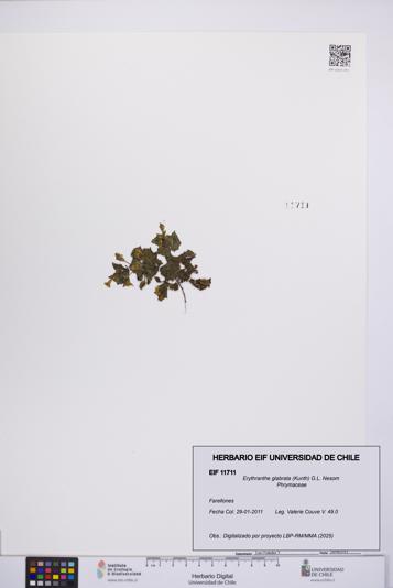 Erythranthe glabrata [Espécimen: UCH:EIF:0011711]