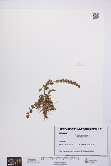 Veronica serpyllifolia [Espécimen: UCH:EIF:0011712]