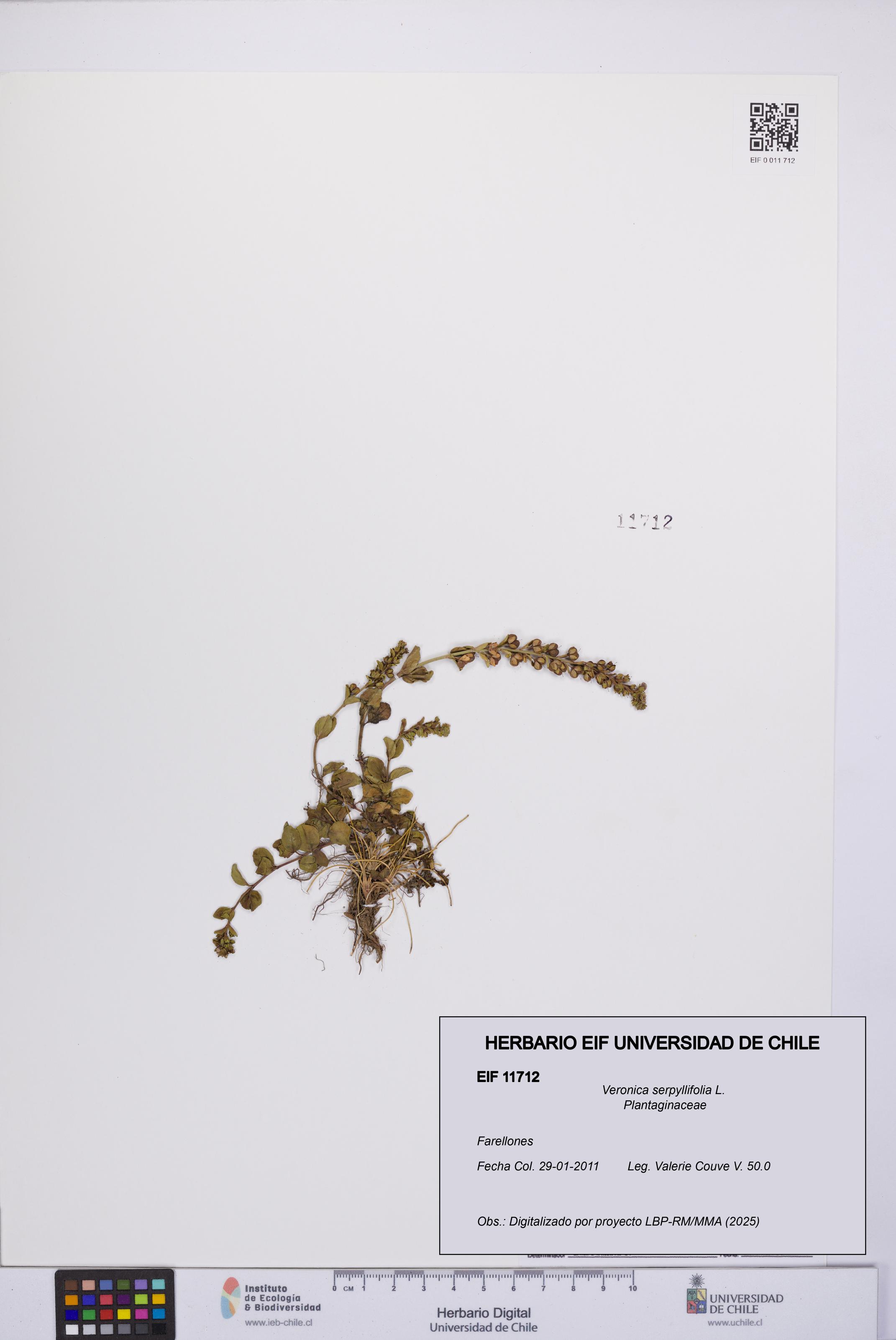 Veronica serpyllifolia [Espécimen: UCH:EIF:0011712]