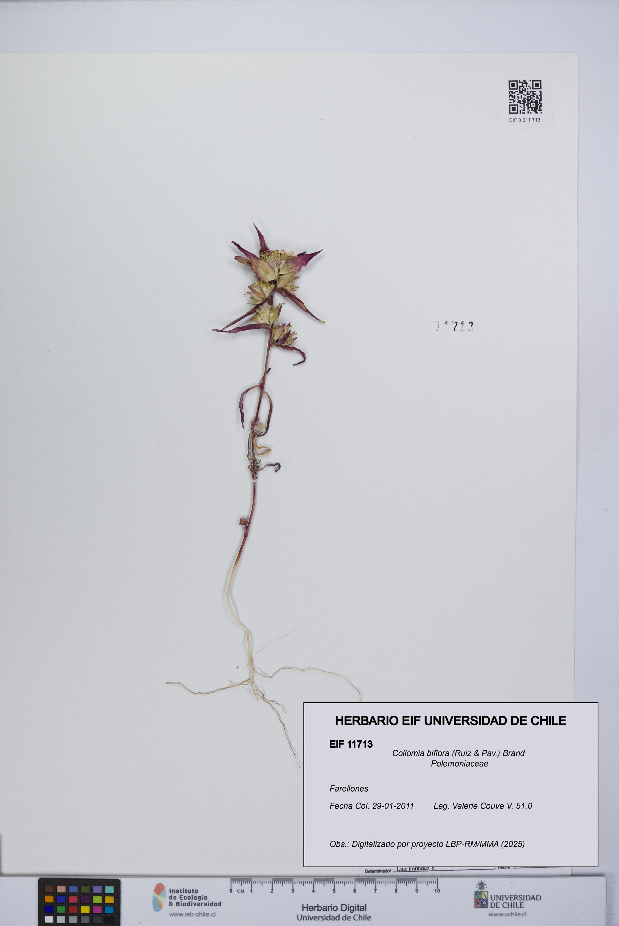 Collomia biflora [Espécimen: UCH:EIF:0011713]