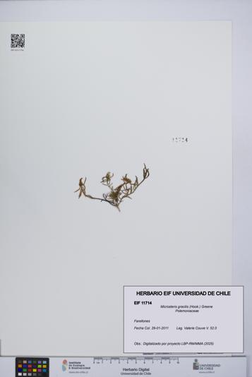 Microsteris gracilis [Espécimen: UCH:EIF:0011714]