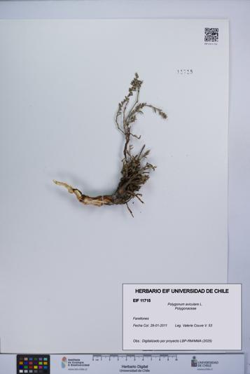 Polygonum aviculare [Espécimen: UCH:EIF:0011715]