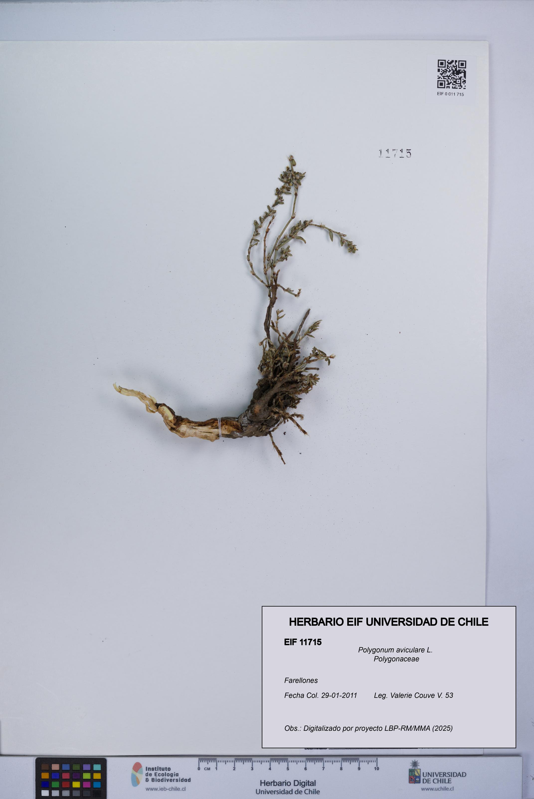 Polygonum aviculare [Espécimen: UCH:EIF:0011715]
