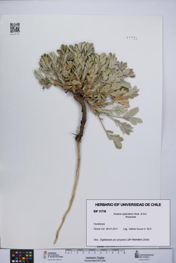 Acaena splendens [Espécimen: UCH:EIF:0011716]