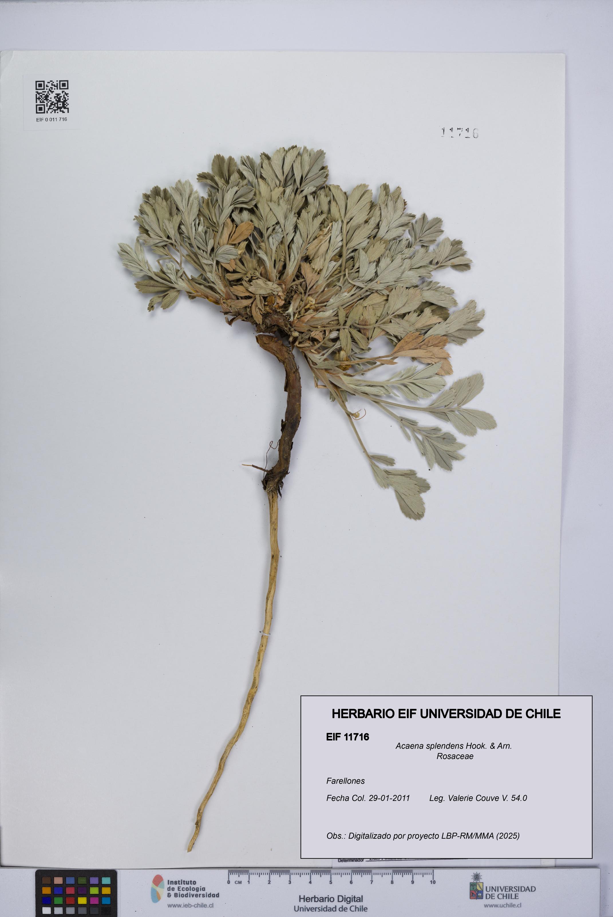 Acaena splendens [Espécimen: UCH:EIF:0011716]