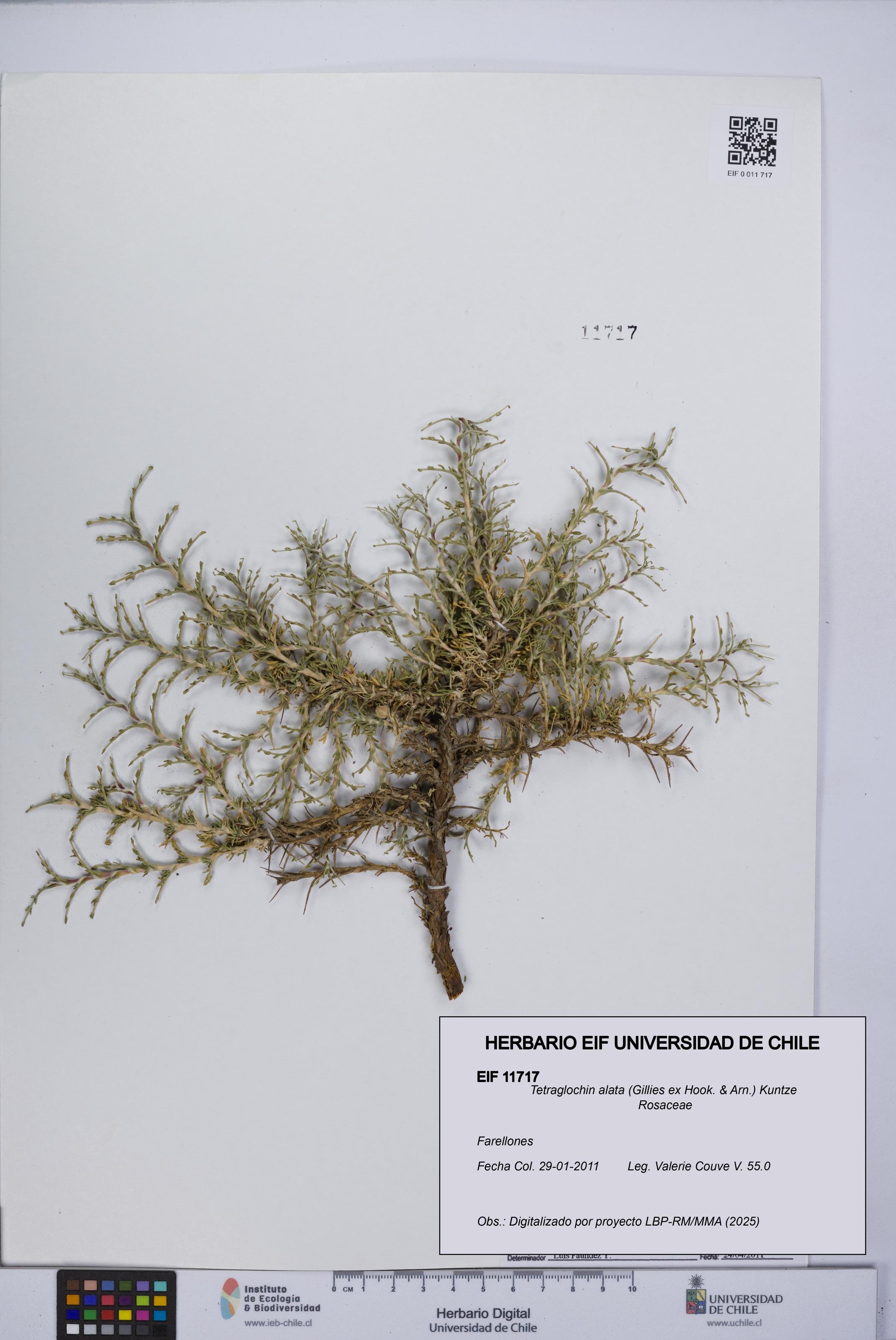 Tetraglochin alata [Espécimen: UCH:EIF:0011717]