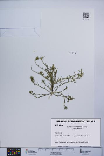Quinchamalium chilense [Espécimen: UCH:EIF:0011718]