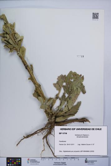Verbascum thapsus [Espécimen: UCH:EIF:0011719]