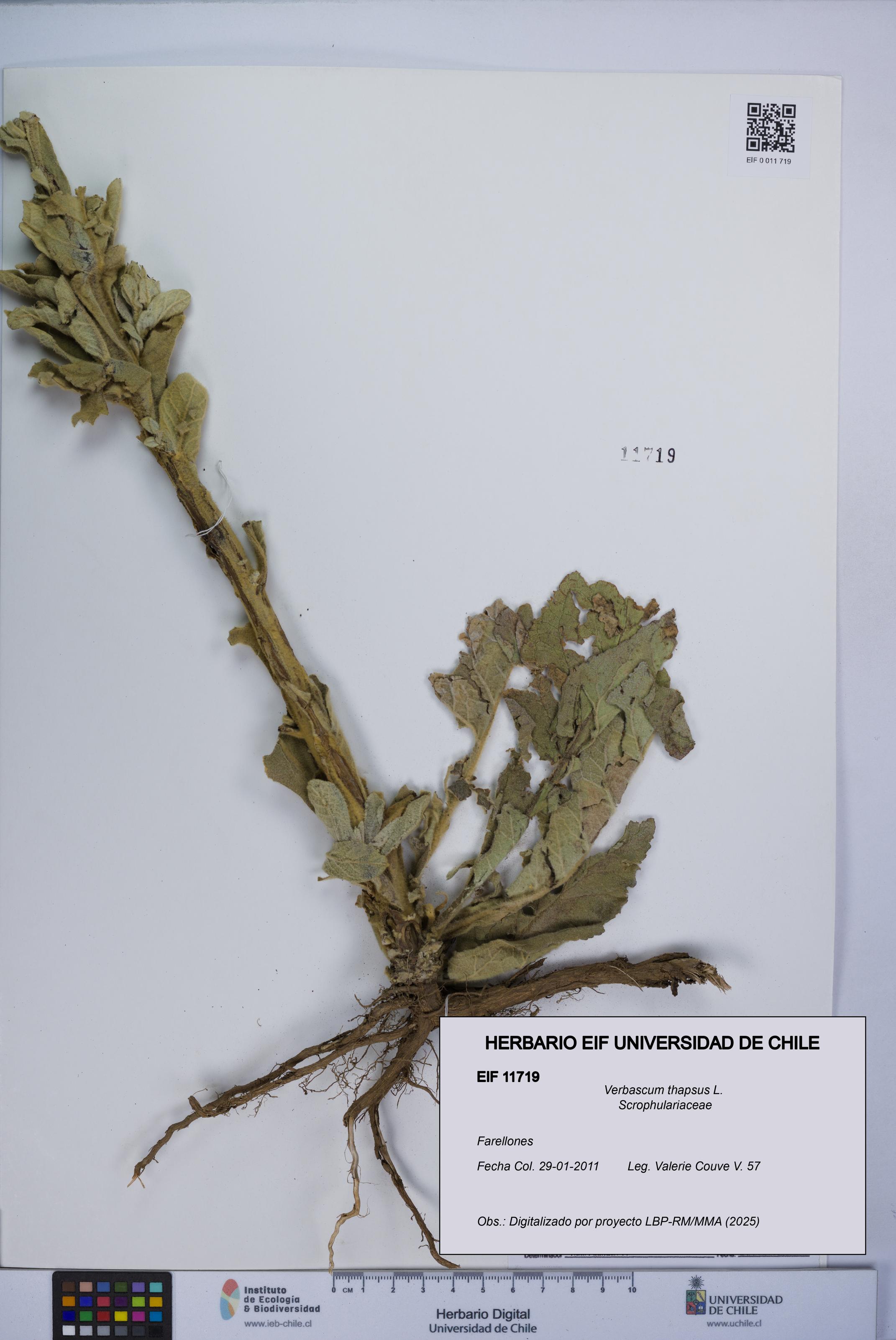 Verbascum thapsus [Espécimen: UCH:EIF:0011719]