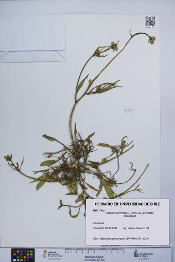 Nicotiana corymbosa var. corymbosa [Espécimen: UCH:EIF:0011720]