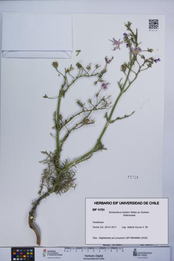 Schizanthus hookeri [Espécimen: UCH:EIF:0011721]