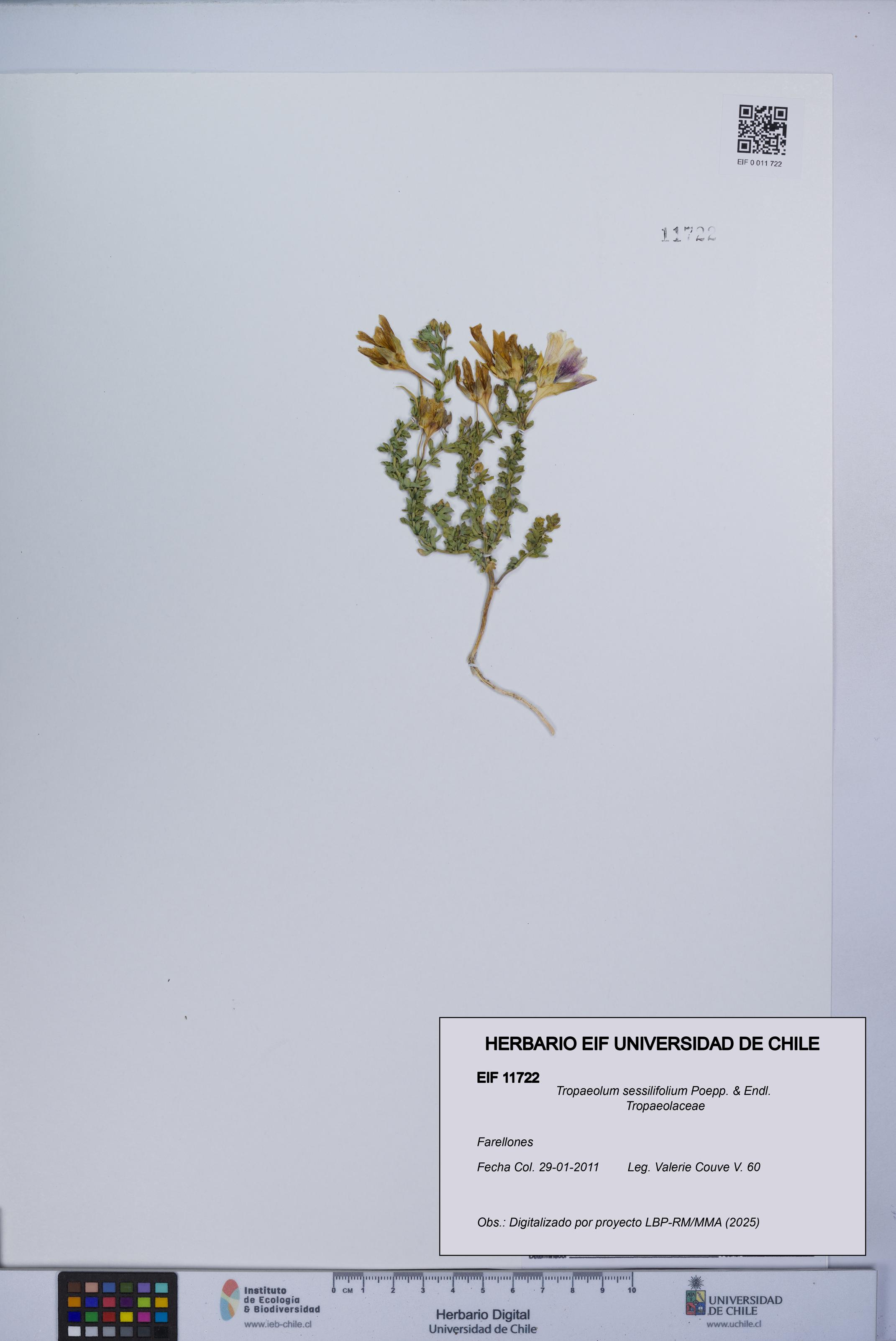 Tropaeolum sessilifolium [Espécimen: UCH:EIF:0011722]