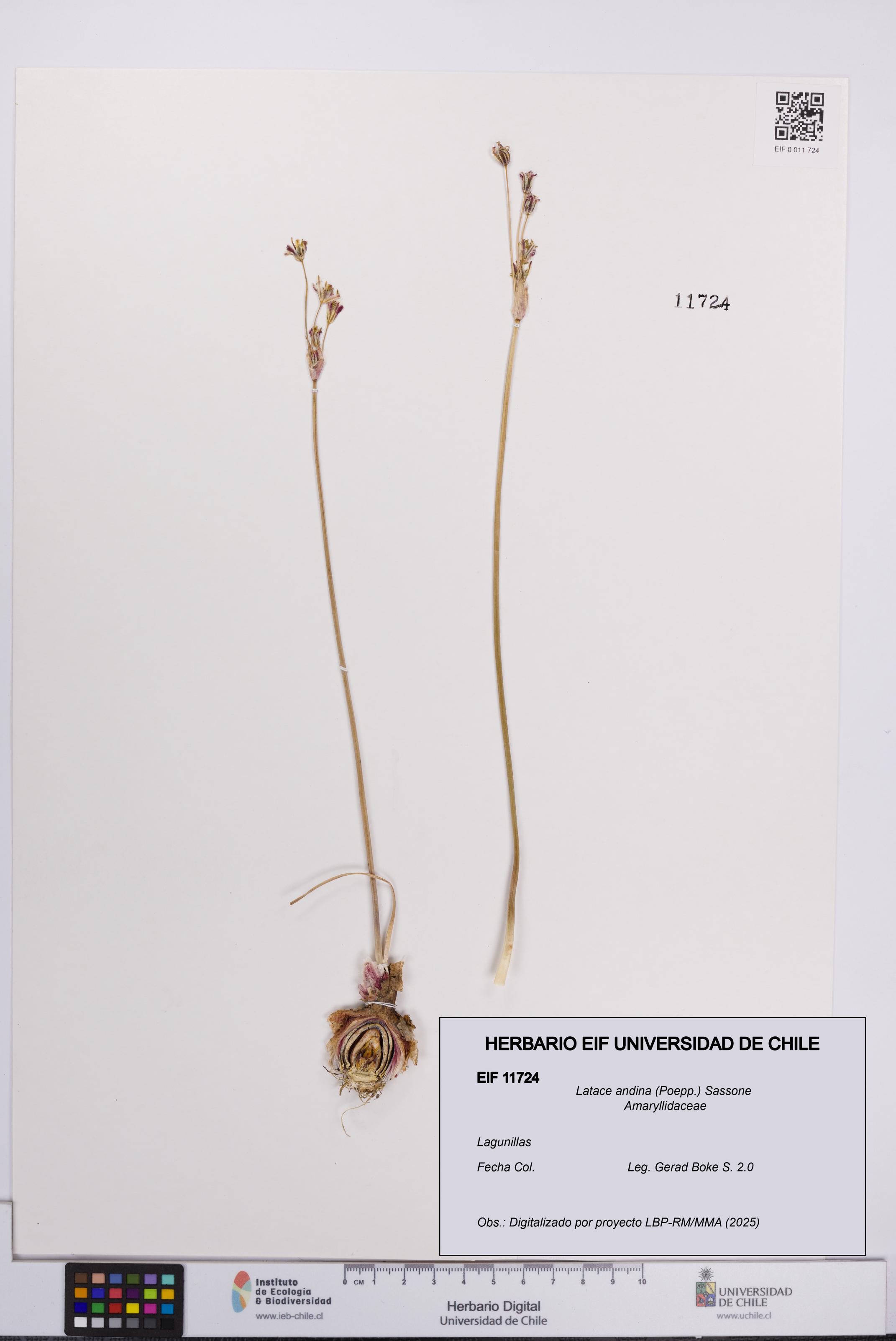 Latace andina [Espécimen: UCH:EIF:0011724]
