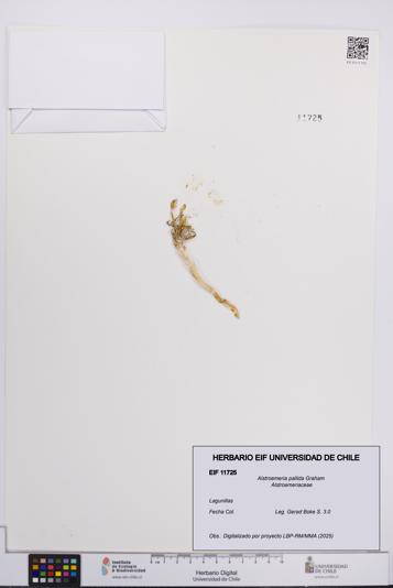 Alstroemeria pallida [Espécimen: UCH:EIF:0011725]