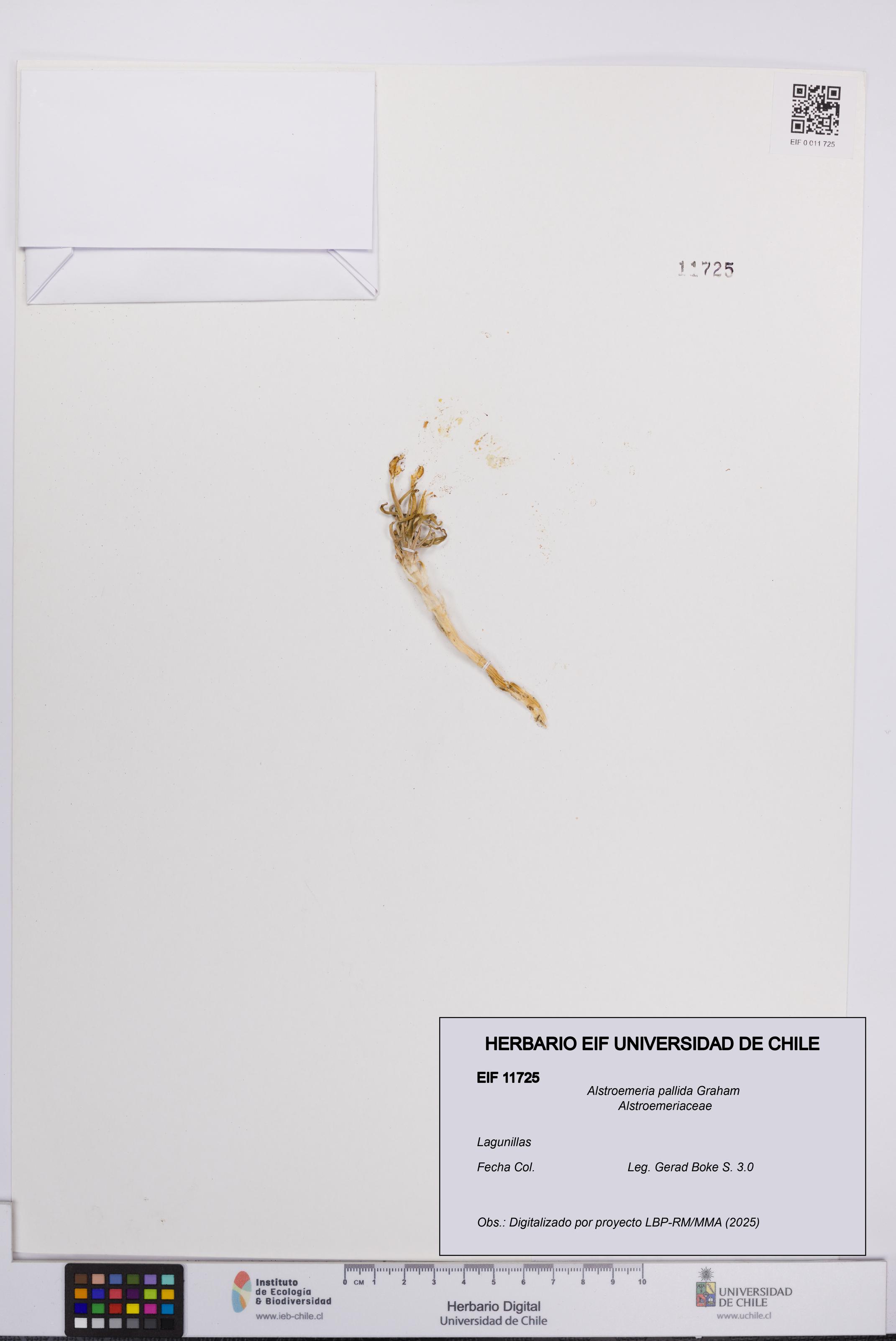 Alstroemeria pallida [Espécimen: UCH:EIF:0011725]