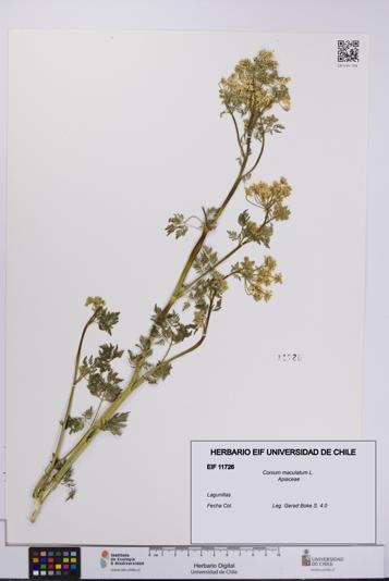 Conium maculatum [Espécimen: UCH:EIF:0011726]