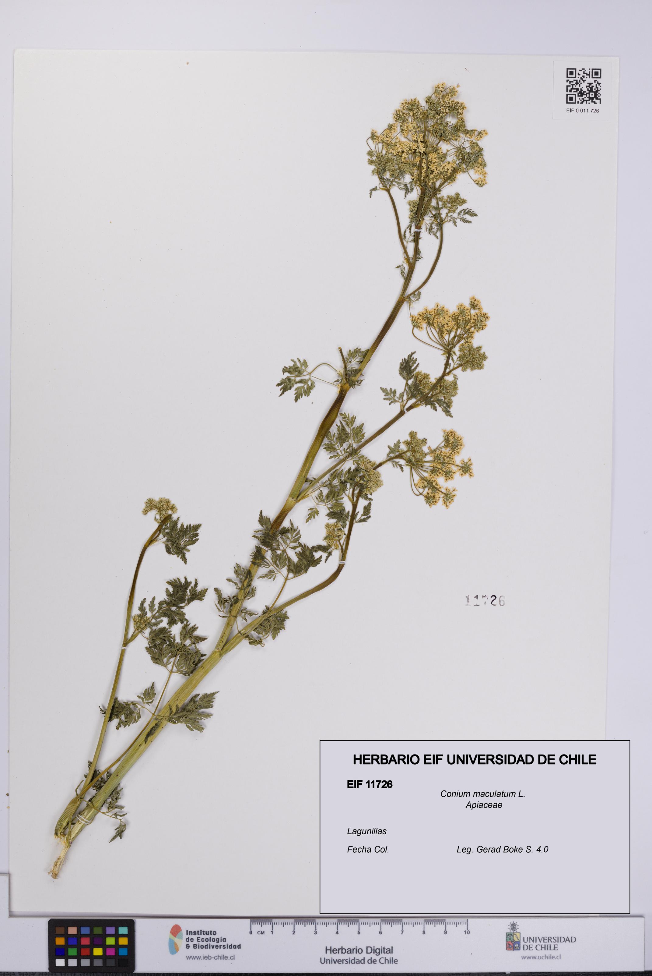 Conium maculatum [Espécimen: UCH:EIF:0011726]