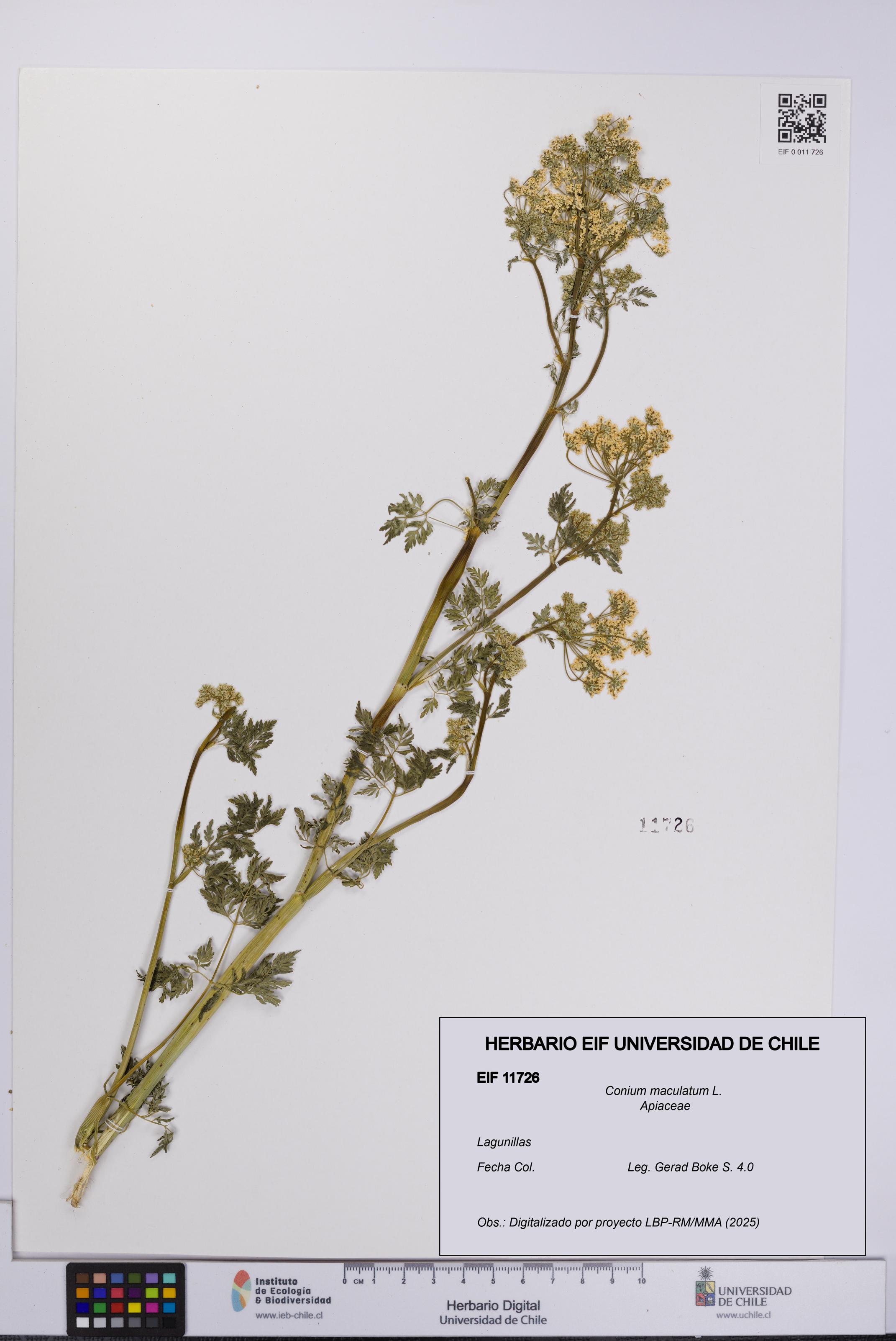 Conium maculatum [Espécimen: UCH:EIF:0011726]